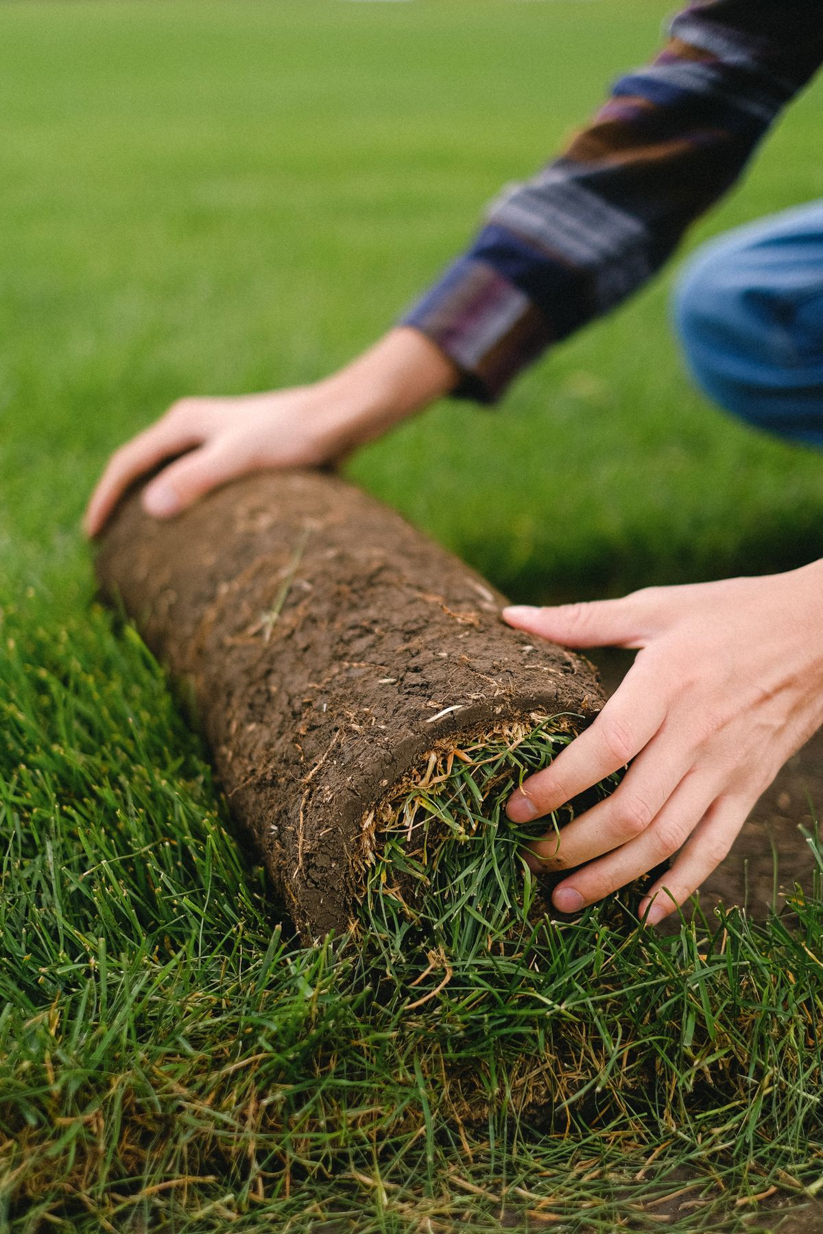 Laying a fresh roll of premium turf across a prepared lawn