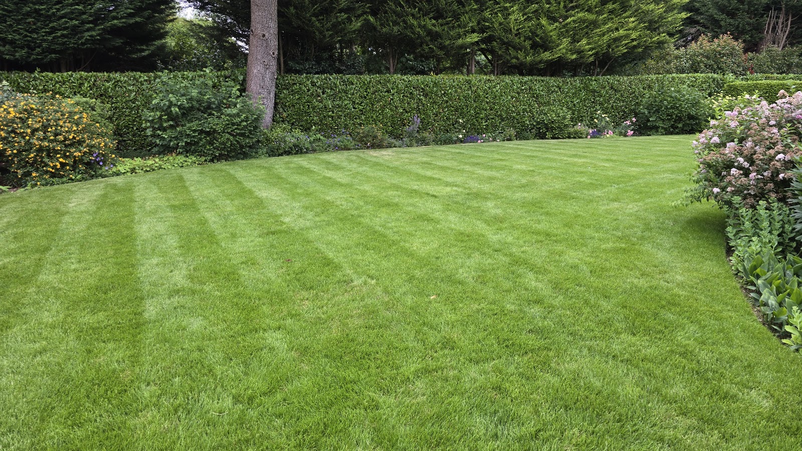 A striped lawn that lasted