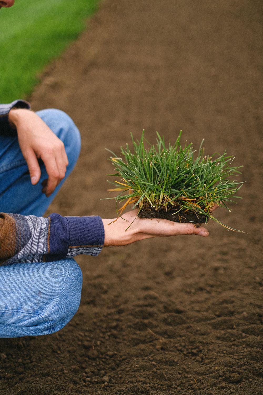 A cut sample of fresh, healthy turf held over prepared soil